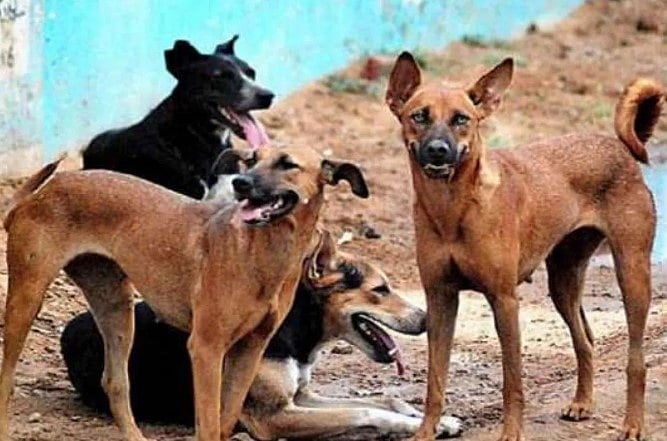 5 வயது சிறுவனை கடித்துக் குதறிய 3 தெரு நாய்கள்.. மனதை பதறவைக்கும் அதிர்ச்சி வீடியோ!