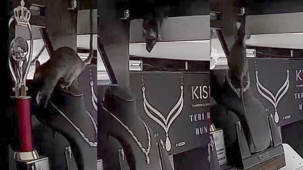 காட்சிக்கு வைக்கப்பட்டிருந்த வைர நெக்லஸ்.. இரவோடு இரவாக திருடி சென்ற எலி.. IPS அதிகாரி வெளியிட்ட VIDEO !