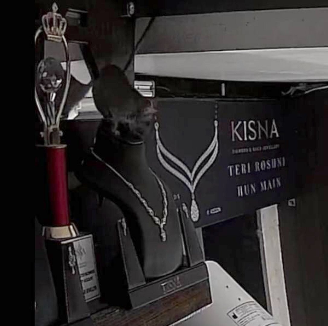 காட்சிக்கு வைக்கப்பட்டிருந்த வைர நெக்லஸ்.. இரவோடு இரவாக திருடி சென்ற எலி.. IPS அதிகாரி வெளியிட்ட VIDEO !