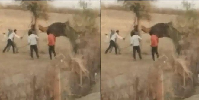 உரிமையாளரின் தலையை கடித்துத் துப்பிய ஒட்டகம்.. ராஜஸ்தானில் நடந்த கொடூர சம்பவம்!