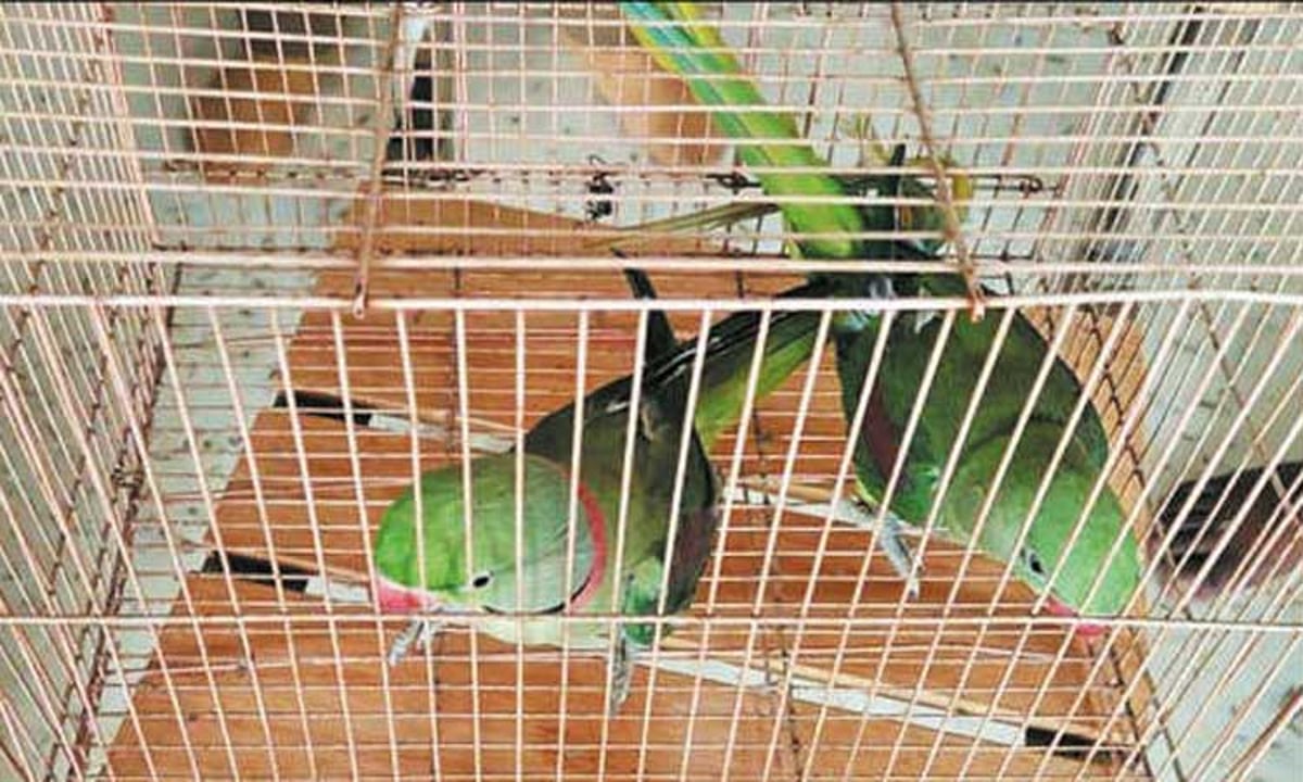 அனுமதி இல்லாமல் வளர்க்கப்பட்ட கிளிகள்.. ரோபோ சங்கர் வளர்ந்த கிளிகளை பறிமுதல் செய்த வனத்துறையினர் !