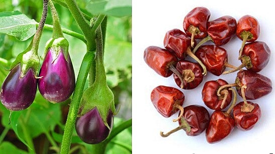 வேலூர் முள்ளு கத்தரிக்காய், ராமநாதபுரம் குண்டு மிளகாய்க்கு புவிசார் குறியீடு: முதலிடம் நோக்கி தமிழ்நாடு! 