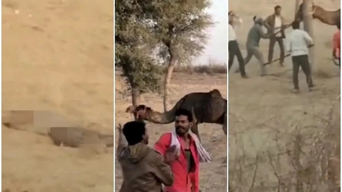 உரிமையாளரின் தலையை கடித்துத் துப்பிய ஒட்டகம்.. ராஜஸ்தானில் நடந்த கொடூர சம்பவம்!