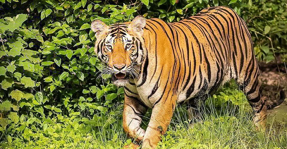 மின்வேலியில் சிக்கி உயிரிழந்த பெண் புலி.. ஒன்றாக கறிவைத்து உண்ட கிராம மக்கள்.. ஆந்திராவில் அதிர்ச்சி !