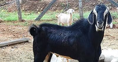 “எல்லாம் அவளுக்காக..” காதலர் தினம் கொண்டாட ஆடு திருடிய கல்லூரி மாணவன்.. வளைத்து பிடித்த கிராம மக்கள் !