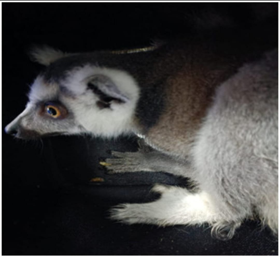 மலேசியாவில் இருந்து பிளாஸ்டிக் கூடையில் பயணி கொண்டுவந்த விஷ பல்லி.. பதறிப்போன சென்னை விமான நிலையம்!