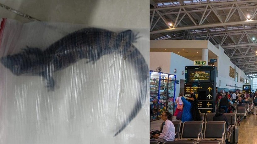 மலேசியாவில் இருந்து பிளாஸ்டிக் கூடையில் பயணி கொண்டுவந்த விஷ பல்லி.. பதறிப்போன சென்னை விமான நிலையம்!