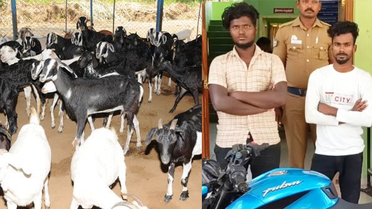 “எல்லாம் அவளுக்காக..” காதலர் தினம் கொண்டாட ஆடு திருடிய கல்லூரி மாணவன்.. வளைத்து பிடித்த கிராம மக்கள் !