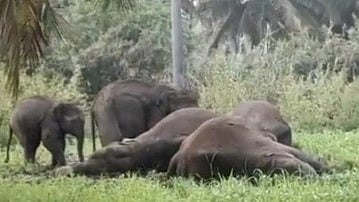 சட்டவிரோதமாக போடப்பட்ட மின்வேலி.. மின்சாரம் தாக்கி 3 பெண் யானைகள் பலி: தாயை இழந்த சோகத்தில்
குட்டி யானை!