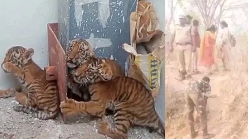 தாயை பிரிந்த 4 புலிக்குட்டிகள்.. 4  நாட்களாக காட்டில் காத்திருக்கும் வனத்துறை: மனதை உருக்கும் சம்பவம்!