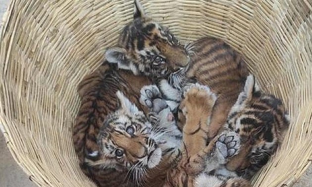 தாயை பிரிந்த 4 புலிக்குட்டிகள்.. 4 நாட்களாக காட்டில் காத்திருக்கும் வனத்துறை: மனதை உருக்கும் சம்பவம்!