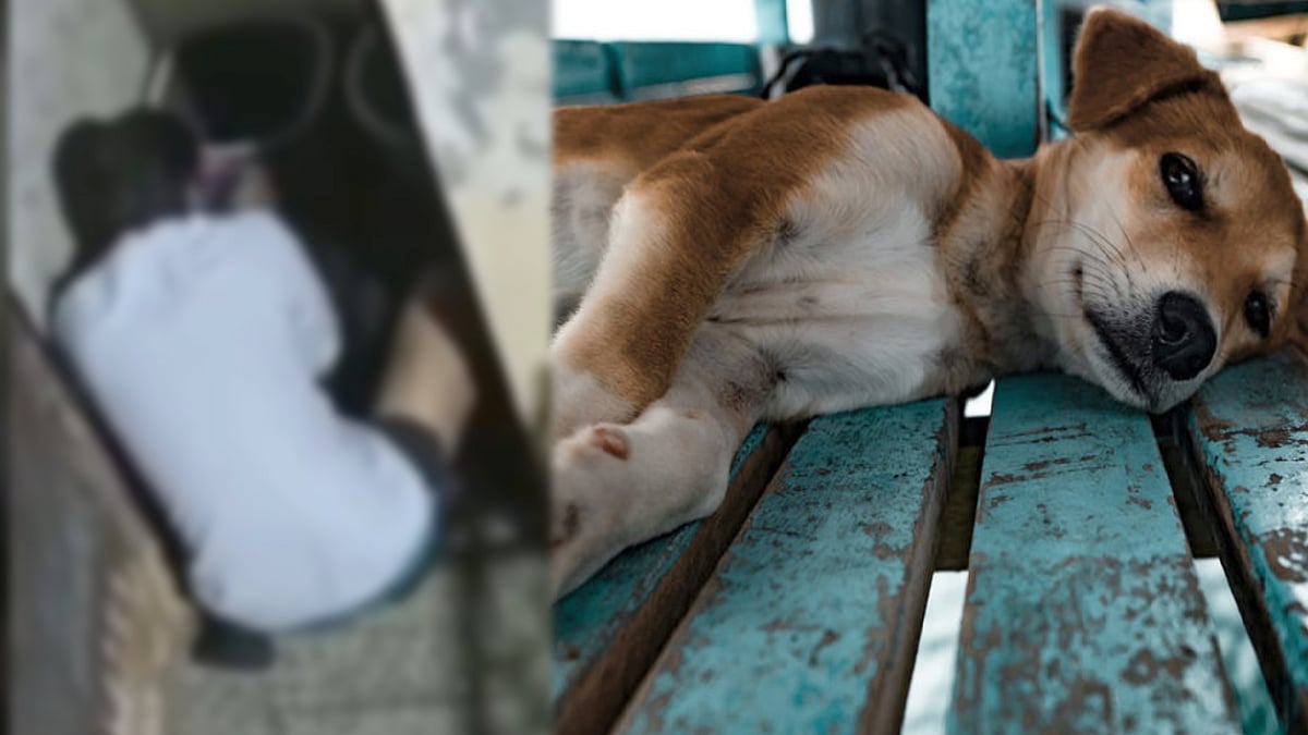 பெண் நாயை தேடி பாலியல் வன்கொடுமை செய்த இளைஞர்.. வீடியோ வெளியானதால் டெல்லியில் அதிர்வலை !