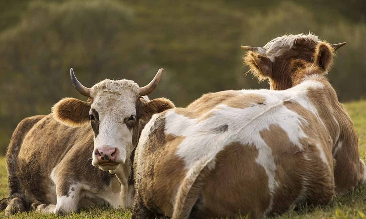 ‘வாரத்தில் ஏழு நாளும் வேலையா?’ : மாடுகளுக்கு Week off கொடுத்த ஜார்கண்ட் கிராம மக்கள் !