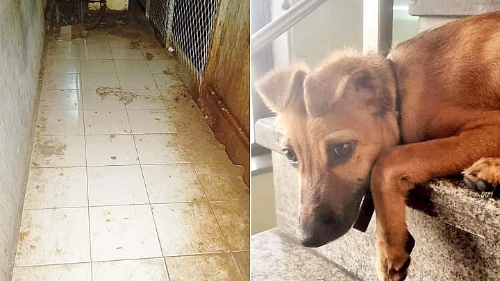 பெண் நாயை தேடி பாலியல் வன்கொடுமை செய்த இளைஞர்.. வீடியோ வெளியானதால் டெல்லியில் அதிர்வலை !