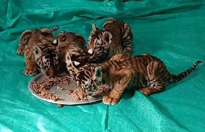 தாயை பிரிந்த 4 புலிக்குட்டிகள்.. 4 நாட்களாக காட்டில் காத்திருக்கும் வனத்துறை: மனதை உருக்கும் சம்பவம்!