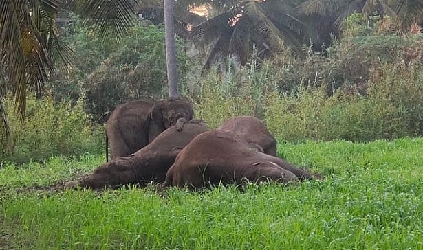 சட்டவிரோதமாக போடப்பட்ட மின்வேலி.. மின்சாரம் தாக்கி 3 பெண் யானைகள் பலி: தாயை இழந்த சோகத்தில்
குட்டி யானை!