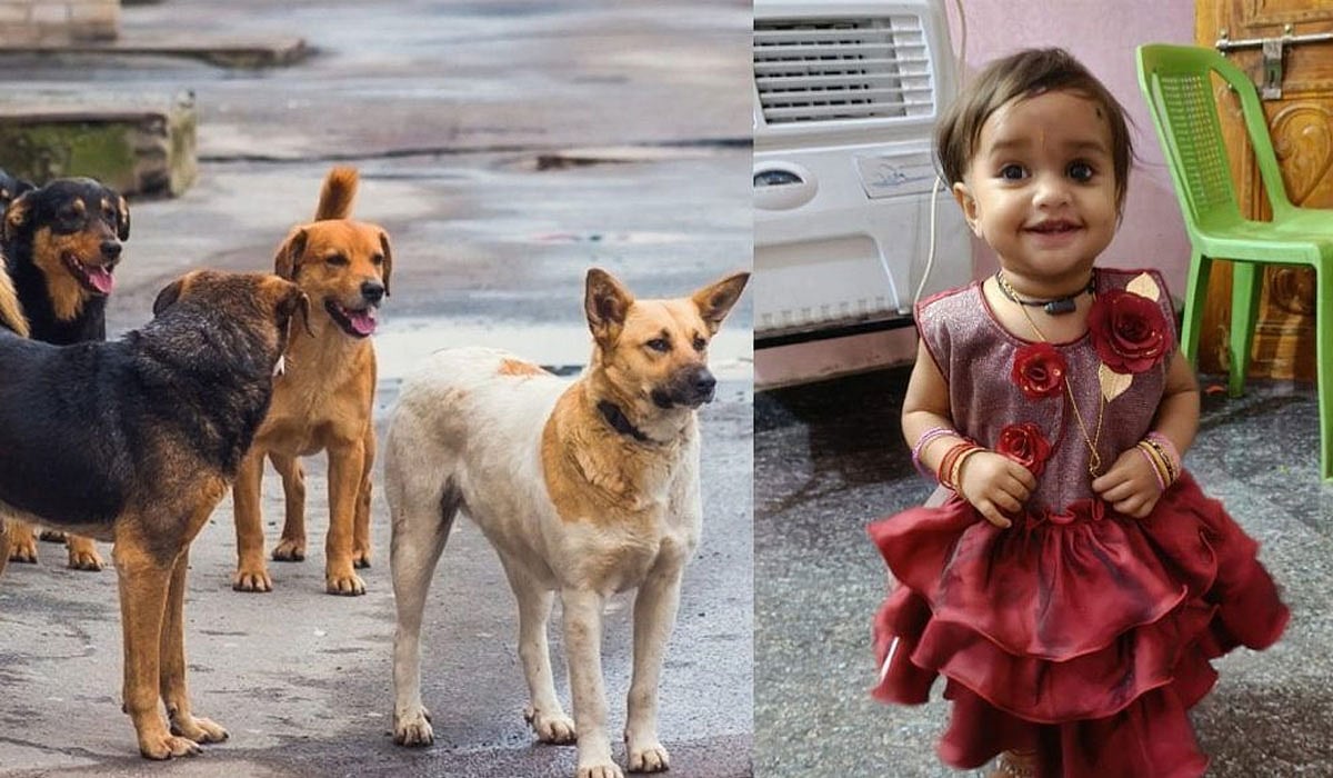 தொடரும் தொல்லை.. தெரு நாய்கள் கடிதத்தில் 18 மாத குழந்தைக்கு நேர்ந்த சோகம்.. கதறி துடித்த பெற்றோர் !