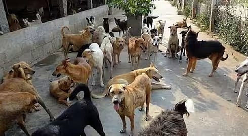 வீட்டின் முன் விளையாடிய சிறுவன்.. துரத்தி துரத்தி கடித்த தெரு நாய்கள்.. இறுதியில் நேர்ந்த சோகம் ! CCTV