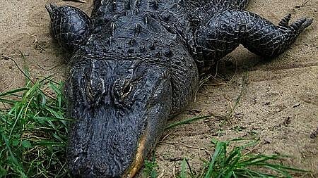 கொலைசெய்யப்பட்ட தாய்.. முதலையின் வாயில்  குழந்தையின் சடலம்.. தந்தை கைது.. அமெரிக்காவை உலுக்கிய சம்பவம்!