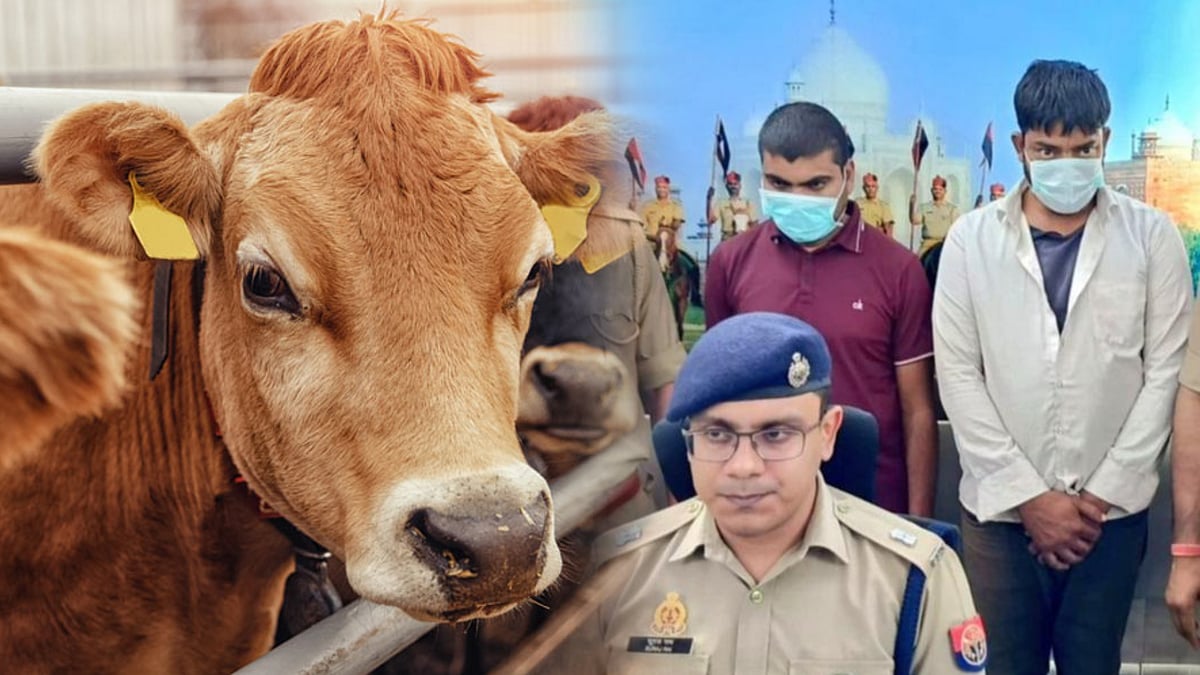 உ.பி : பசுவை கொன்று இஸ்லாமியர்கள் மேல் பலி சுமத்திய இந்துத்துவ கும்பல்.. விசாரணையில் வெளிவந்த உண்மை !