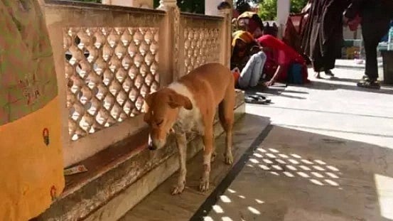 பச்சிளம் குழந்தையை கவ்விக் கொண்டு மருத்துவமனையில் சுற்றித்திரிந்த நாய்..  கர்நாடகாவில் நடந்த அவலம்!