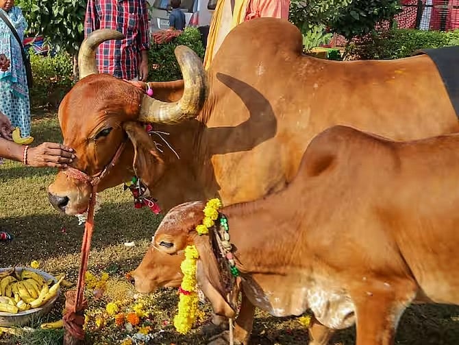 14 வகை பாக்டீரியாக்கள்.. மாட்டு கோமியம் குடிச்சா இதான் நிலைமை.. எச்சரிக்கும் இந்திய கால்நடை ஆய்வு !