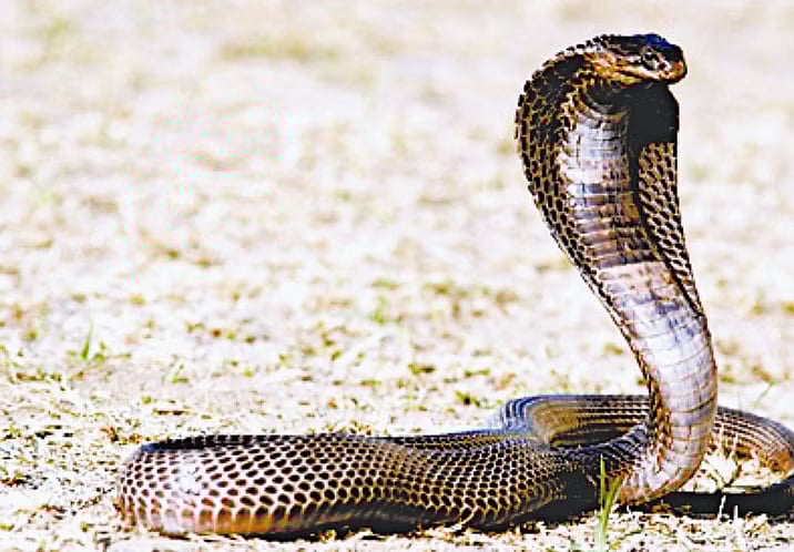 நடுவானில் விமானியின் முதுகில் ஊர்ந்த விஷ நாகம்.. அதிர்ந்த பயணிகள்.. இறுதியில் நடந்தது என்ன ?