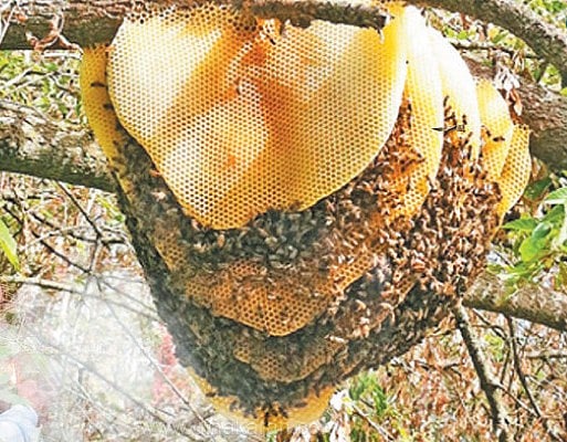 சிறுவனின் காதுக்குள் புகுந்த தேனீ.. உயிருடன் வெளியே எடுத்த மருத்துவர்கள்.. வேலூரில் என்ன நடந்தது ?