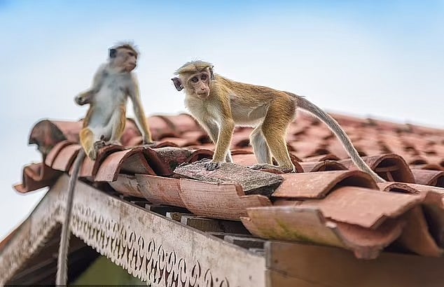 குரங்குகளால் உருண்டு போன பாறை.. சிறுவன் தலையில் விழுந்ததால் அதிர்ச்சி..  தெலங்கானாவில் நடந்தது என்ன ?