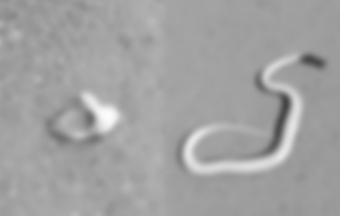 உயிரோடு இருக்கும் பாம்பை கடித்து துப்பிய இளைஞர்கள்.. மாஸாக வீடியோ வெளியிட்ட 3 பேரை தட்டி தூக்கிய போலிஸ் !