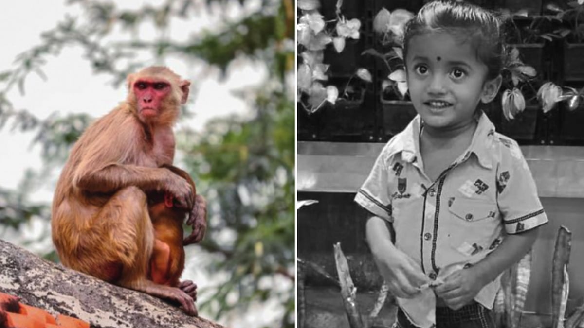 குரங்குகளால் உருண்டு போன பாறை.. சிறுவன் தலையில் விழுந்ததால் அதிர்ச்சி..  தெலங்கானாவில் நடந்தது என்ன ?