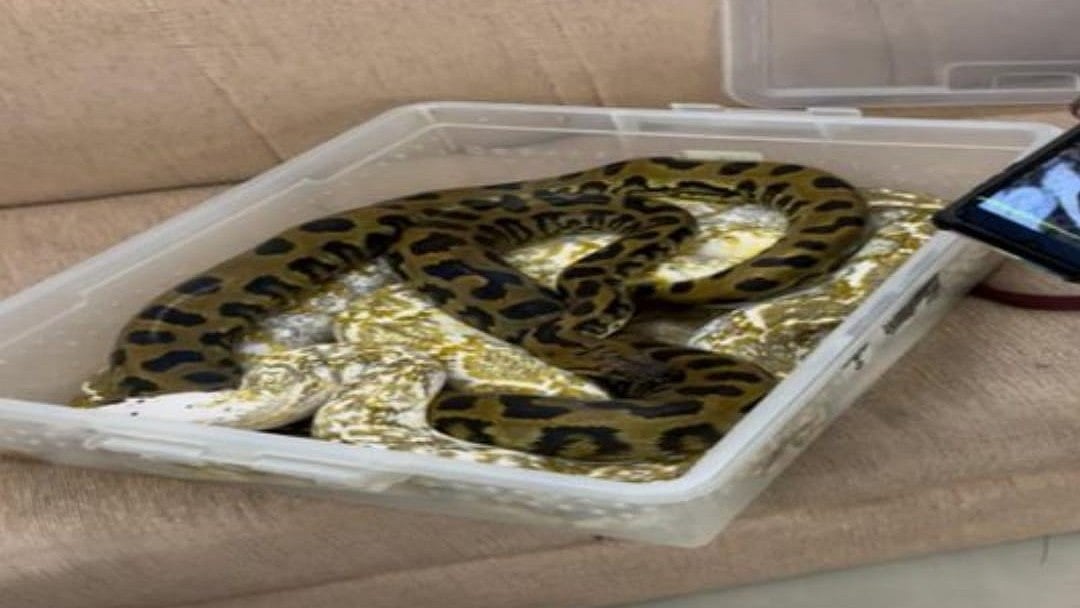 23 விஷப் பாம்புகளை கடத்தி வந்த பெண்.. பதறியடித்து ஓடிய பயணிகள்: சென்னை விமான நிலையத்தில் நடந்தது என்ன?