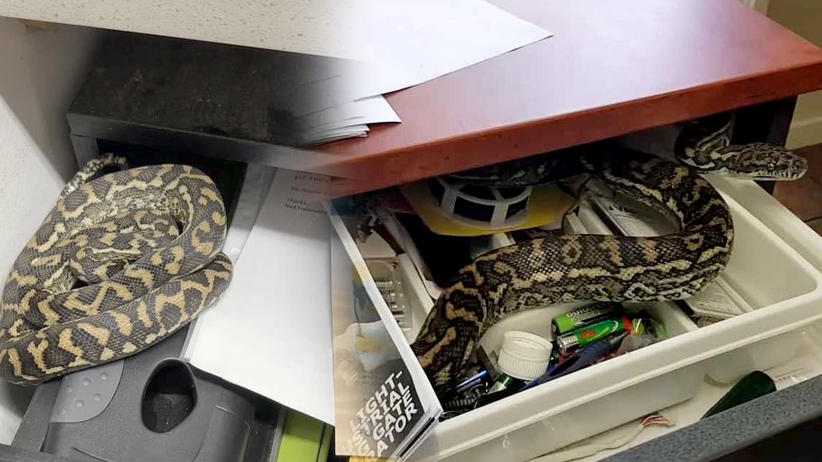 மேஜை டிராயரில் சொகுசாக படுத்து உறங்கிய பாம்பு.. அலறி அடித்து ஓடிய பார் மேனஜர்.. வைரலாகும் புகைப்படம் !