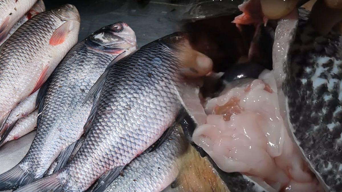 மீனின் பித்தப்பையை சாப்பிட்டால் சரியாகும்.. போலி மருத்துவரை நம்பிய பெண்ணுக்கு இறுதியில் நேர்ந்த சோகம் !