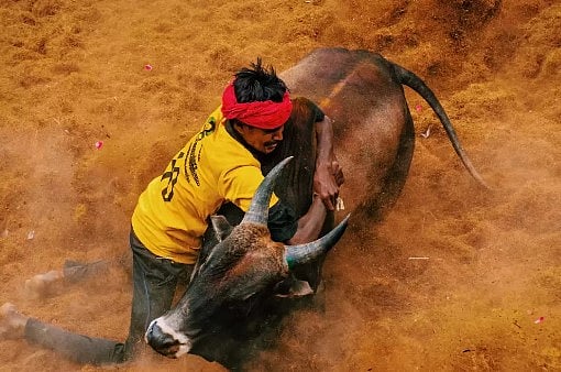 ஜல்லிக்கட்டு.. ”அண்ணாமலையின் அண்டப்புளுகு ஆகாசப்புளுகு” : வெளுத்து வாங்கிய முரசொலி தலையங்கம்!