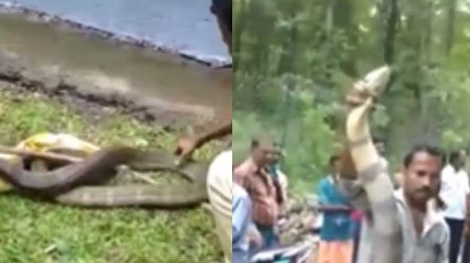 தெருவில் படமெடுத்த 13 அடி நீள ராஜநாகம்.. பதறியடித்து ஓடிய பொதுமக்கள்: விரைந்து வந்த வனத்துறை!