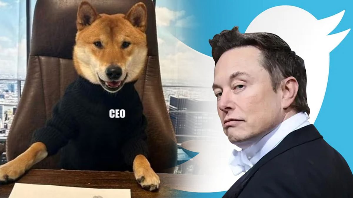 ஒருவழியாக Twitter CEO-வை கண்டுபிடித்த எலான் மஸ்க்.. யார் அந்த முட்டாள் என கிண்டல் செய்யும் நெட்டிசன்கள்!