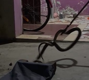 ஹலோ உள்ளே வரலாமா?... வீட்டிற்குள் புகுந்த 6 அடி நீள நல்லப்பாம்பு : பதறியடித்து ஓடிய குடும்பம்!