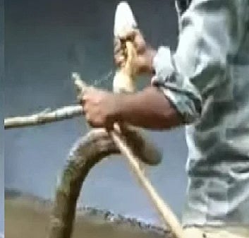 தெருவில் படமெடுத்த 13 அடி நீள ராஜநாகம்.. பதறியடித்து ஓடிய பொதுமக்கள்: விரைந்து வந்த வனத்துறை!