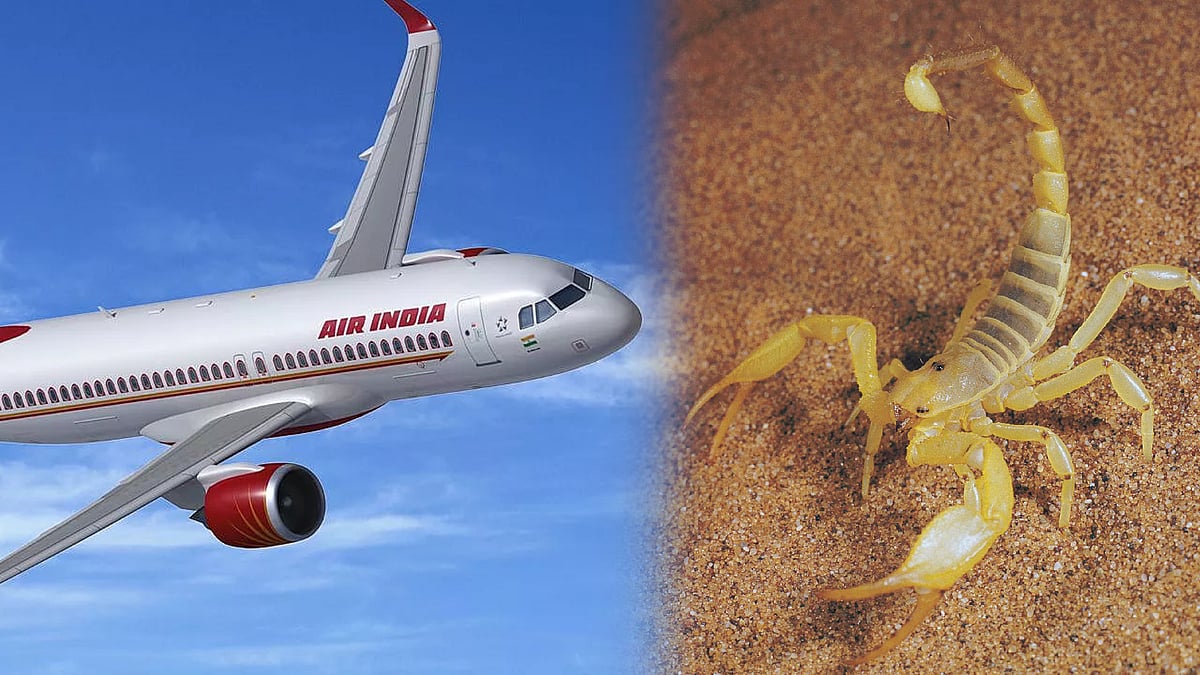 நடுவானில் பயணியை கொத்திய தேள்.. அலறிய சக பயணிகள்.. ஏர் இந்தியா விமானத்தில் நடந்த அதிர்ச்சி சம்பவம் ! 