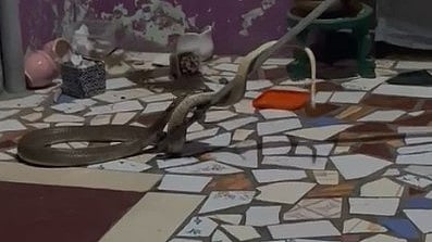 ஹலோ உள்ளே வரலாமா?... வீட்டிற்குள் புகுந்த 6 அடி நீள நல்லப்பாம்பு : பதறியடித்து ஓடிய குடும்பம்!