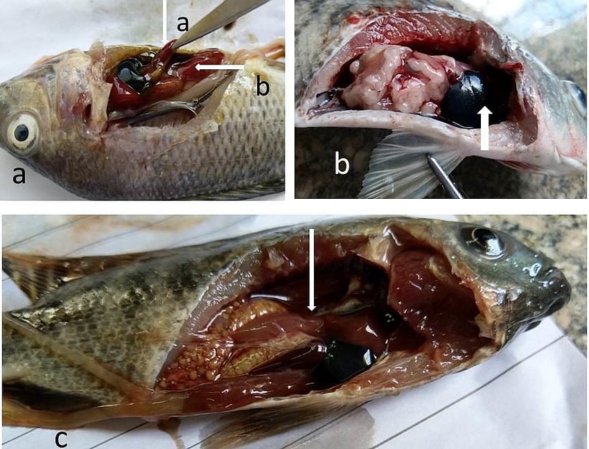மீனின் பித்தப்பையை சாப்பிட்டால் சரியாகும்.. போலி மருத்துவரை நம்பிய பெண்ணுக்கு இறுதியில் நேர்ந்த சோகம் !