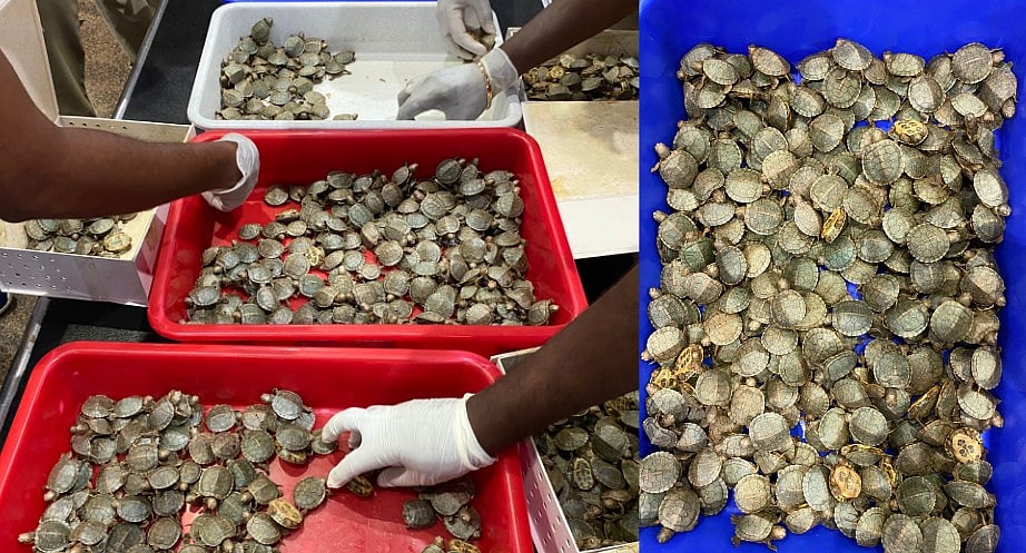 மலேசியா To திருச்சி.. விமானத்தில் கடத்தி வரப்பட்ட 6850 அரியவகை ஆமை குஞ்சுகள்!