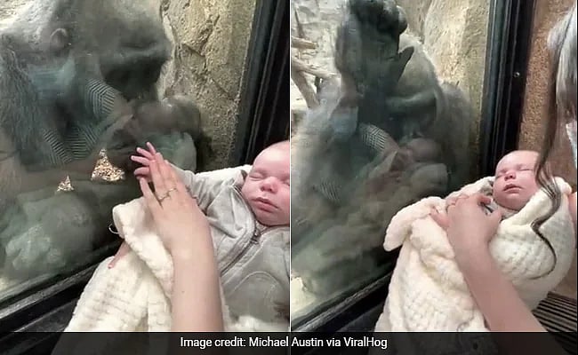 “என் குழந்தையை பாத்தியா..” பெண்ணிடம் தனது குட்டியை காட்டிய குரங்கு.. முத்தமிட்டு கொஞ்சும் வீடியோ வைரல் !