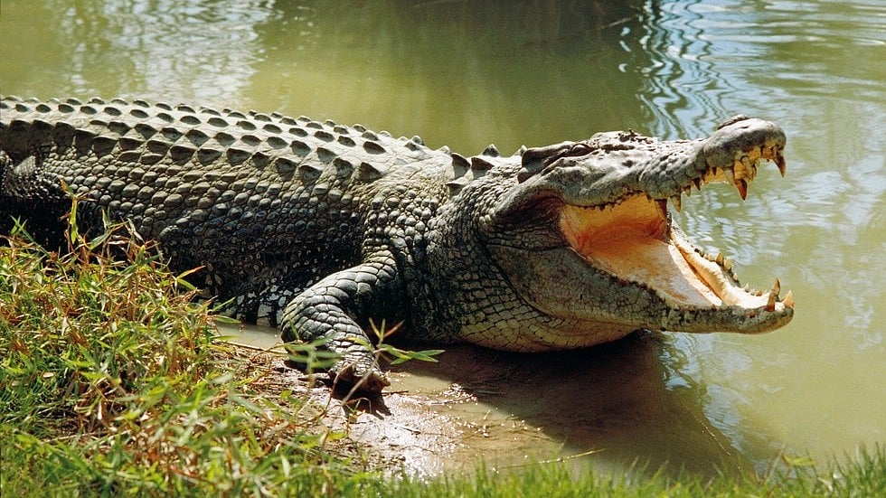 சிறுவனை கொன்றதால் ஆத்திரம்.. முதலையை அடித்துக் கொலை செய்த கிராம மக்கள்!