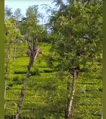 சுற்றுலா பயணிகளுக்கு நற்செய்தி : அரிசிக்கொம்பன் யானையால் விதிக்கப்பட்ட தடை நீக்கம்.. வனத்துறை அறிவிப்பு !