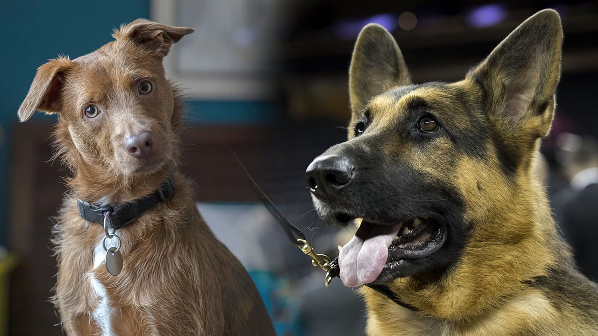 நாய் பிரியர்களுக்கு Shock : பிட்புட் To டாபர்மன் - 16 வகை நாய்களை வளர்க்க தடை.. எங்கு, எதனால் தெரியுமா ?