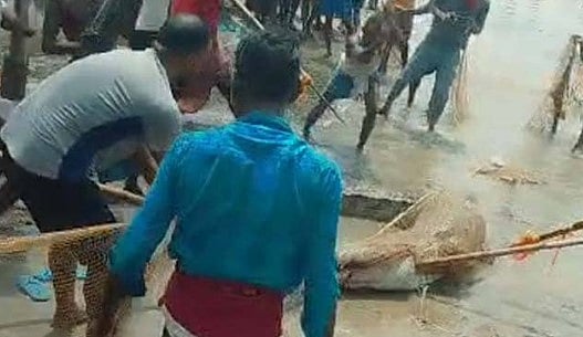 சிறுவனை கொன்றதால் ஆத்திரம்.. முதலையை அடித்துக் கொலை செய்த கிராம மக்கள்!