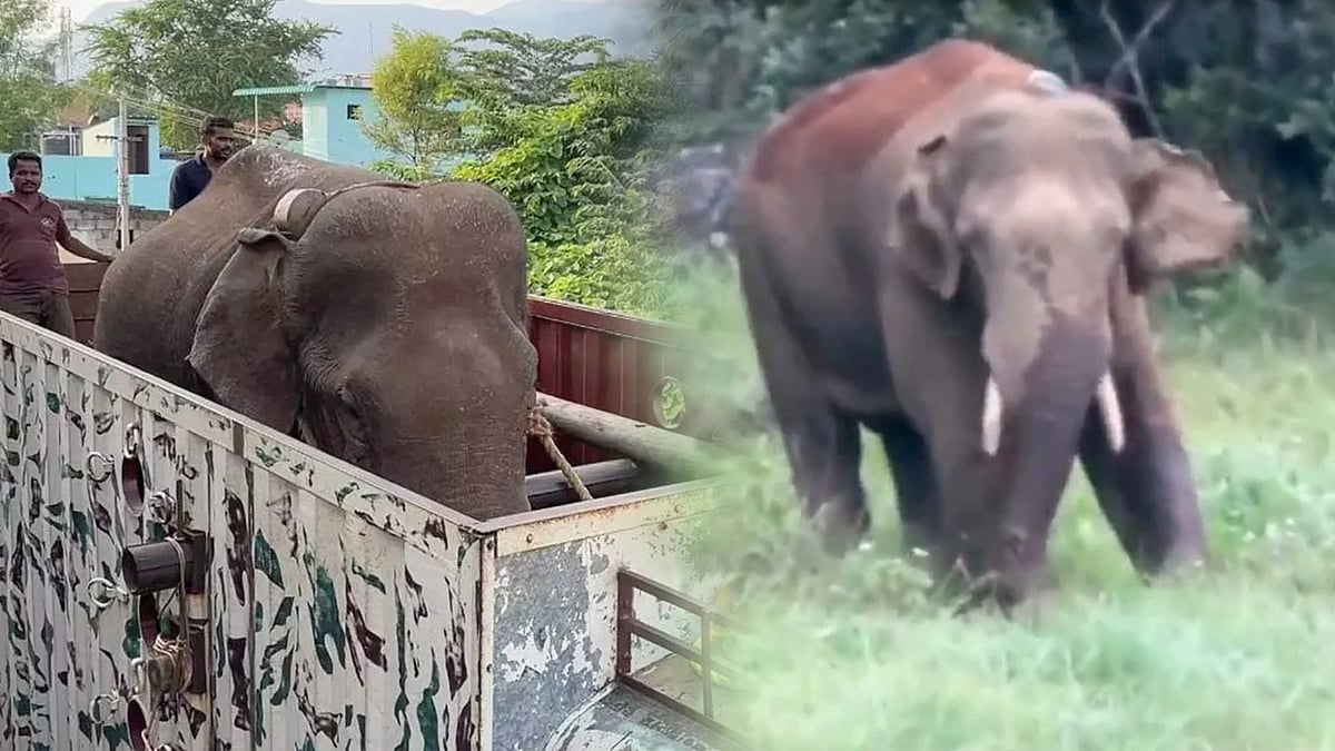 சுற்றுலா பயணிகளுக்கு நற்செய்தி : அரிசிக்கொம்பன் யானையால் விதிக்கப்பட்ட தடை நீக்கம்.. வனத்துறை அறிவிப்பு !