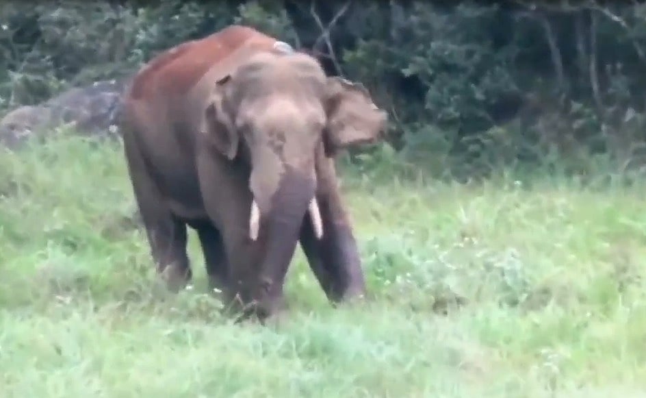 சுற்றுலா பயணிகளுக்கு நற்செய்தி : அரிசிக்கொம்பன் யானையால் விதிக்கப்பட்ட தடை நீக்கம்.. வனத்துறை அறிவிப்பு !